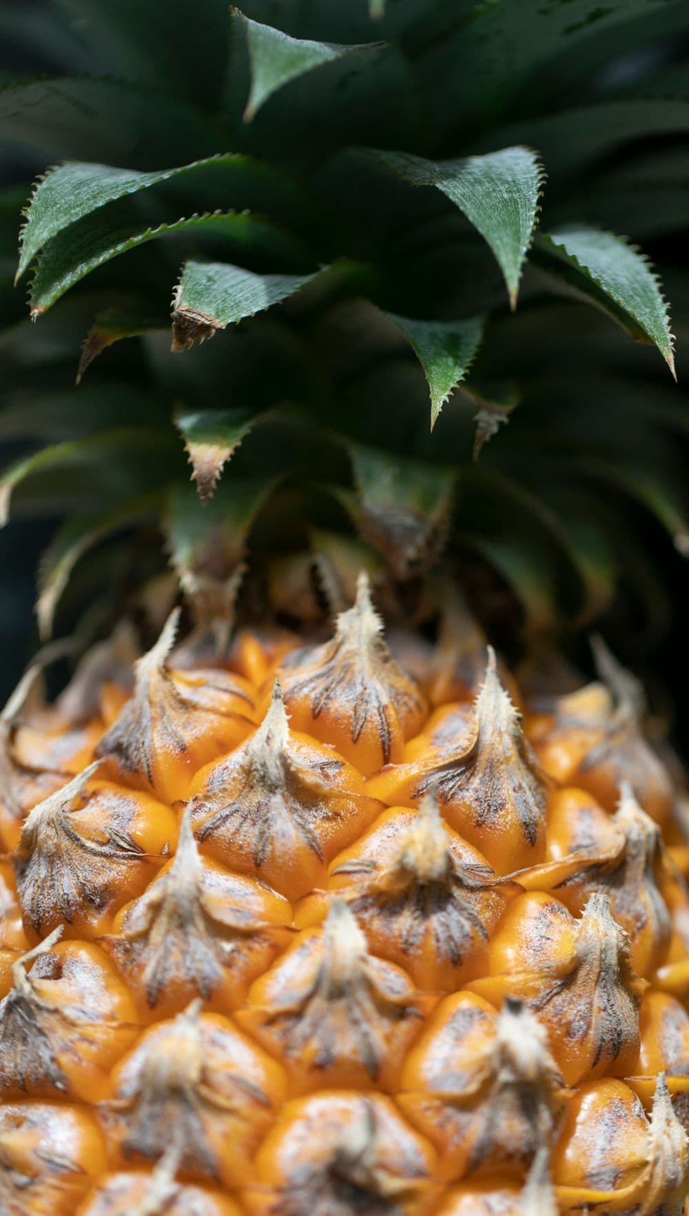 Piña Golden